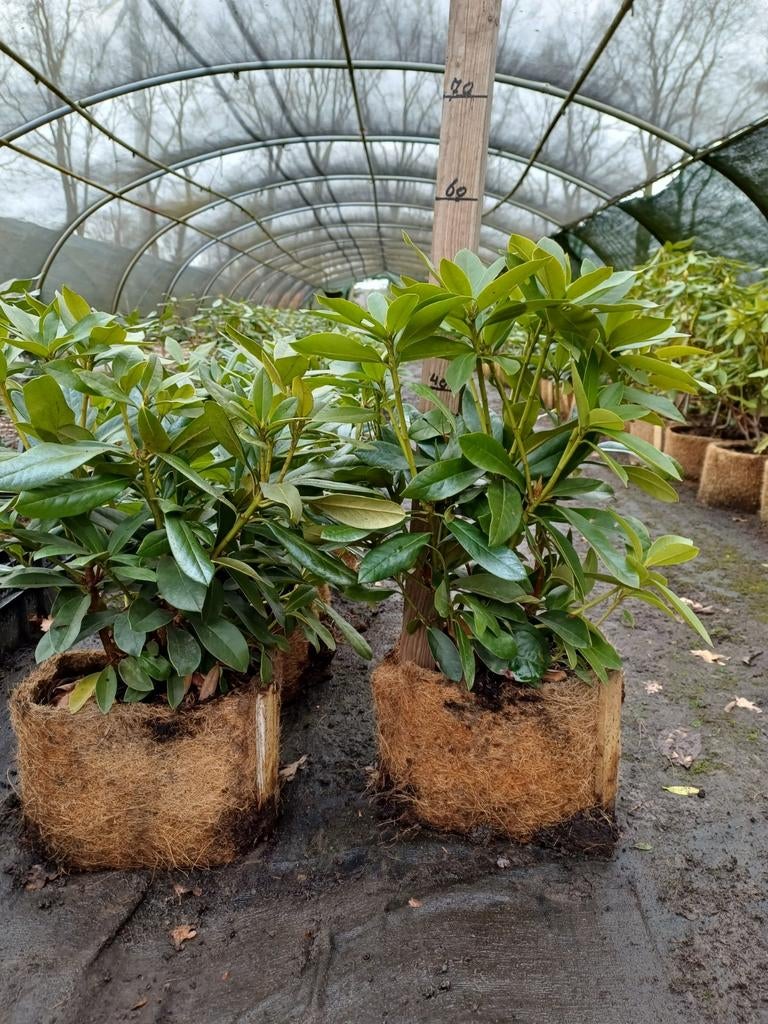 Witte rhododendrons, Ophalen, Rhododendron, Struik, Minder dan 100 cm