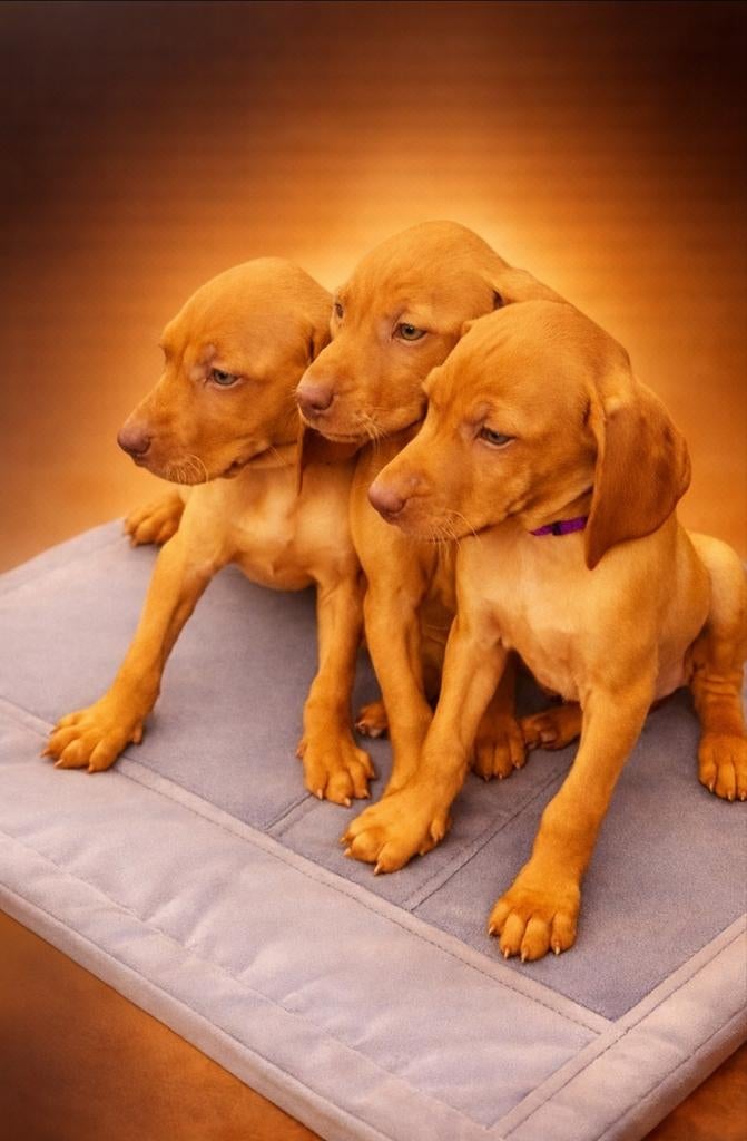 Vizsla pups, Dieren en Toebehoren, Honden | Setters en Staande honden, Parvo, Overige rassen, 8 tot 15 weken, Meerdere