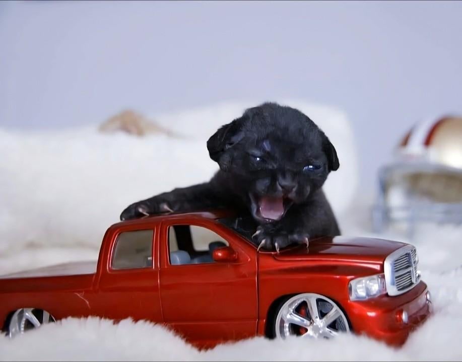 Devon Rex.., Meerdere dieren, Met stamboom, 0 tot 2 jaar