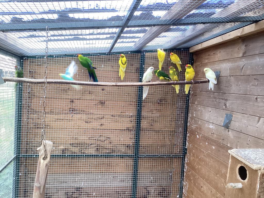Te koop Kakariki’s, Dieren en Toebehoren, Vogels | Parkieten en Papegaaien, Meerdere dieren, Parkiet, Geringd