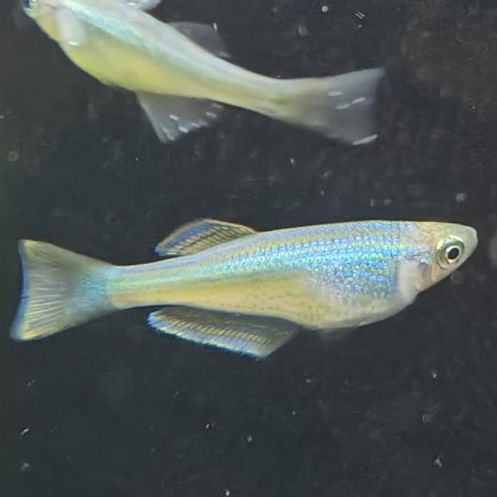 Lamprichthys tanganicanus, Vis