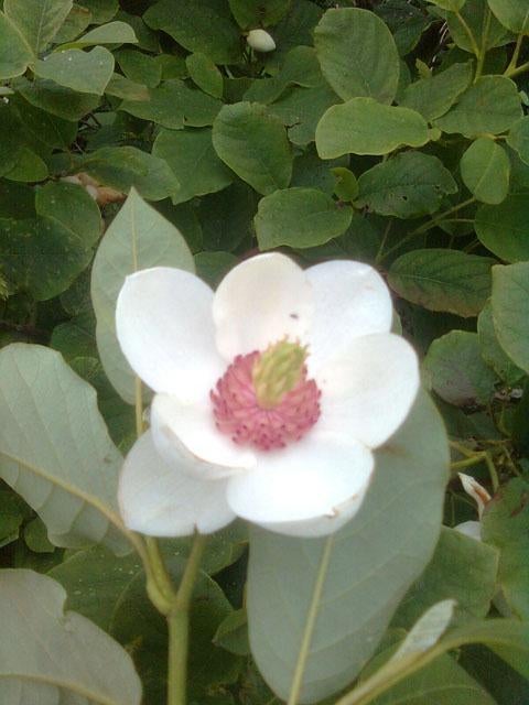 Magnolia kobus (noordelijke Japanse magnolia) 180-200 cm, Tuin en Terras, Planten | Bomen, Ophalen of Verzenden, Zomer, Volle zon