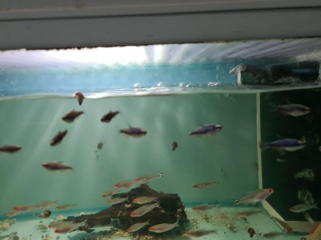 Blauwe Keizertetra, Inpaichthys Kerri Super Blue, Vis, Zoetwatervis