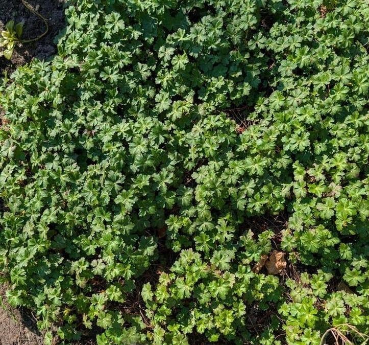 Verschillende planten om te splitsen, Tuin en Terras, Ophalen