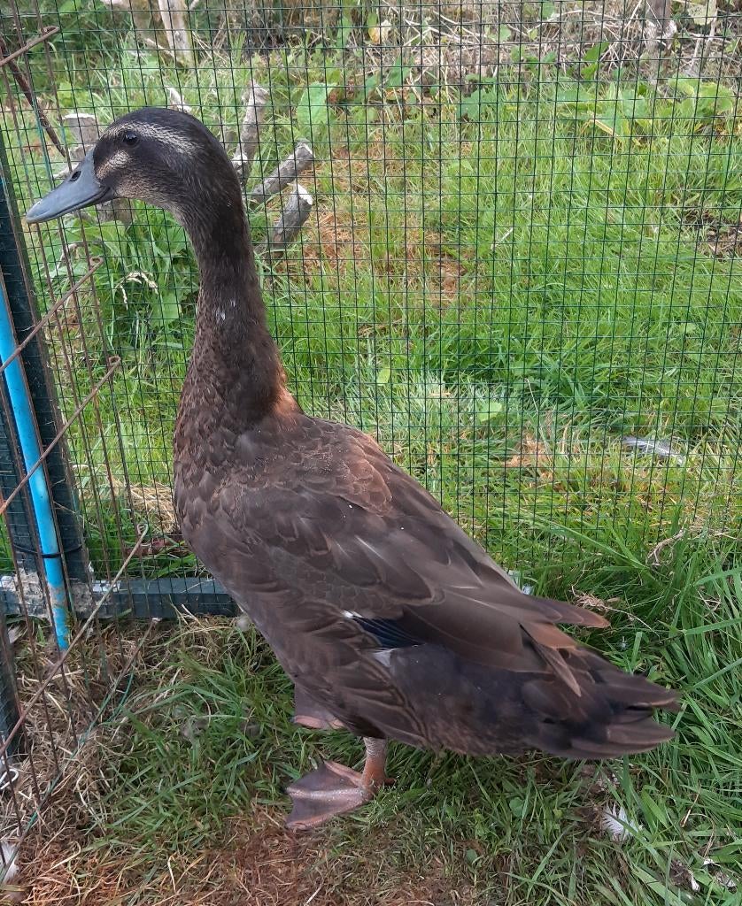 Indische loopeend/Khaki Campbell eend, Dieren en Toebehoren, Pluimvee, Mannelijk, Eend