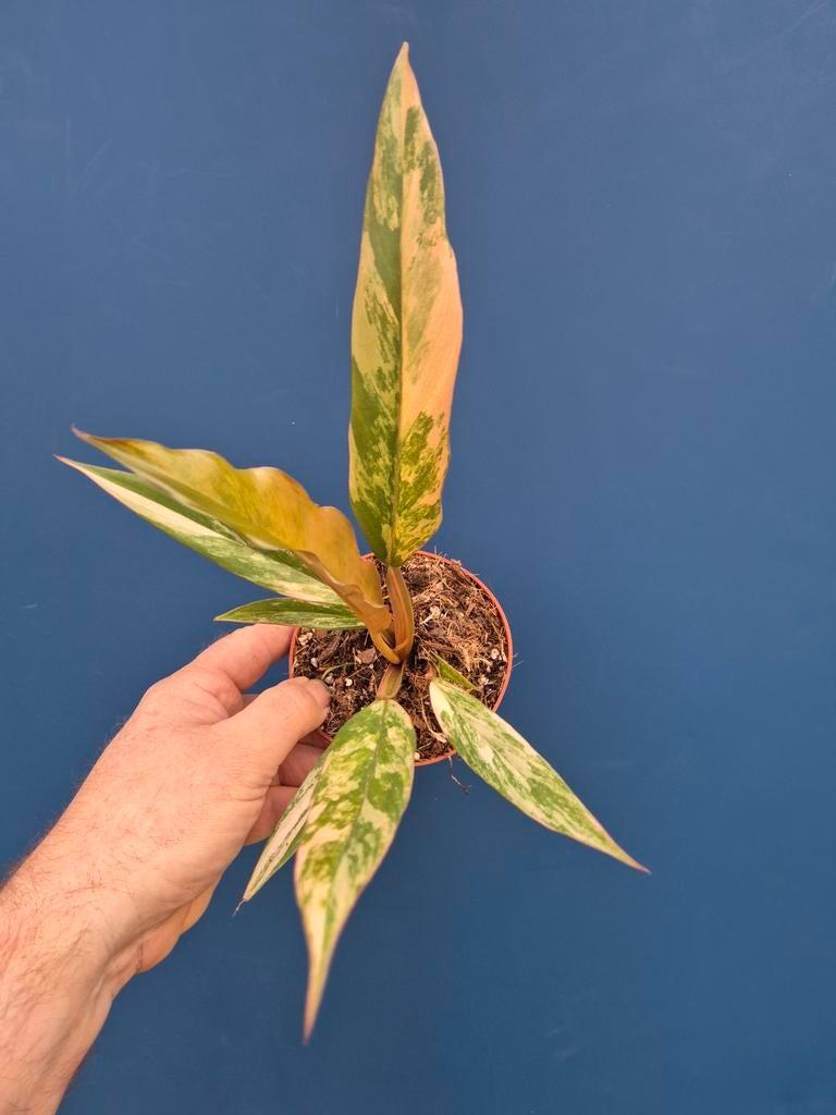 Philodendron Caramel Marble p10 (3), Ophalen of Verzenden, Halfschaduw, Minder dan 100 cm