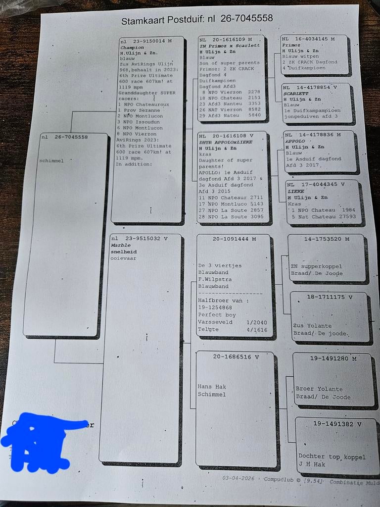 Jonge postduif, Dieren en Toebehoren, Vogels | Duiven, Geslacht onbekend, Postduif