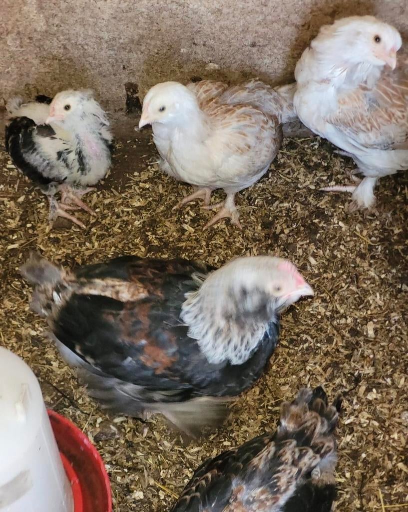 Faverolles hanen te koop, Dieren en Toebehoren, Pluimvee, Mannelijk, Kip