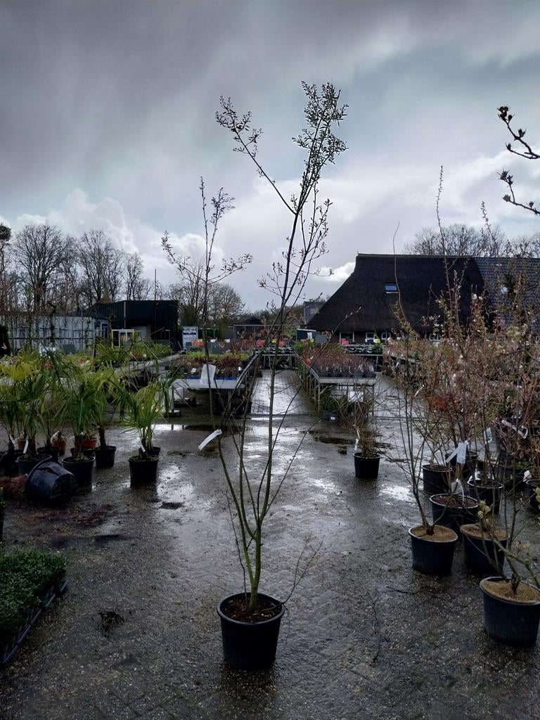 Grote krentenstruiken 200-225 cm hoog, Ophalen, Siergrassen, Volle zon