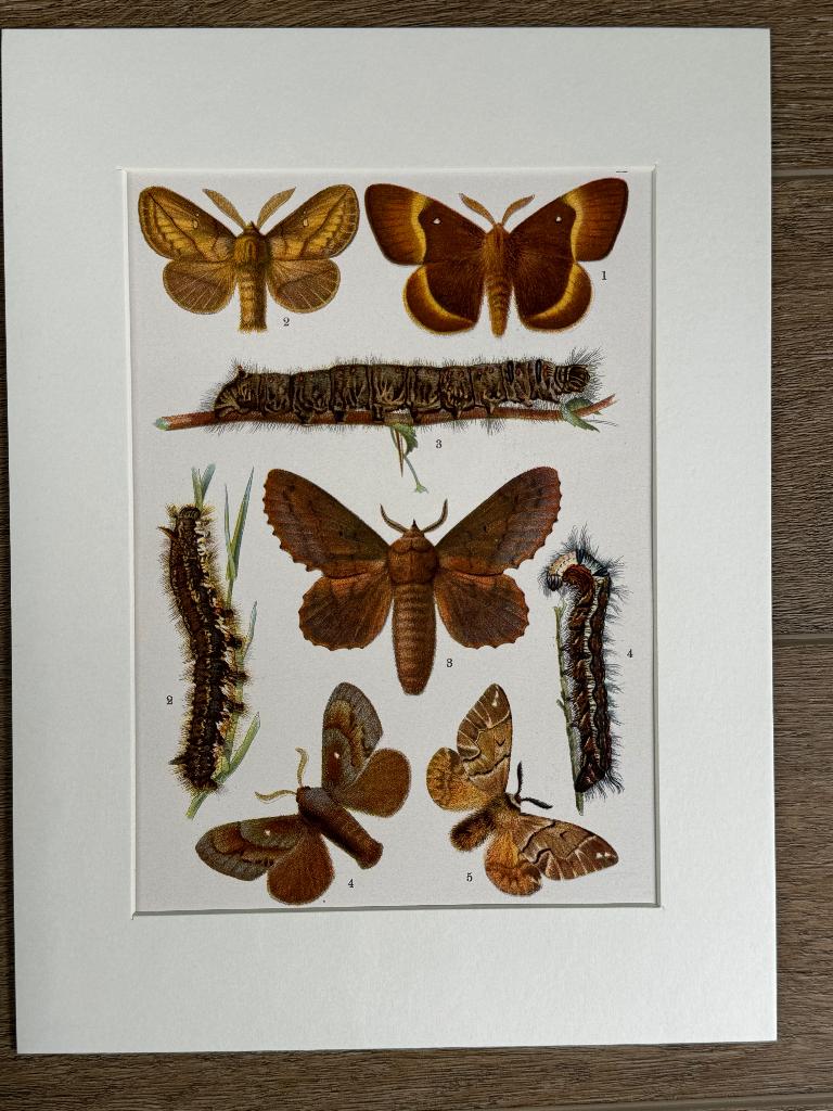 1926 Vlinders / Nachtvlinders L I T H O - P0658-13, Ophalen of Verzenden, Flora en Fauna, Lithografie, 1900 - 1949