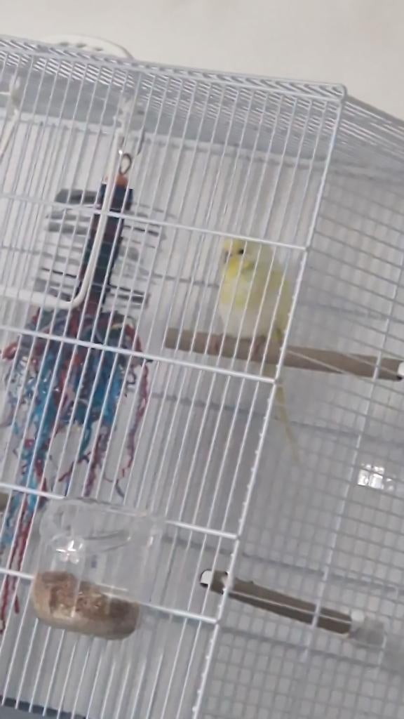 Parkiet, Dieren en Toebehoren, Vogels | Parkieten en Papegaaien, Mannelijk, Parkiet, Tam