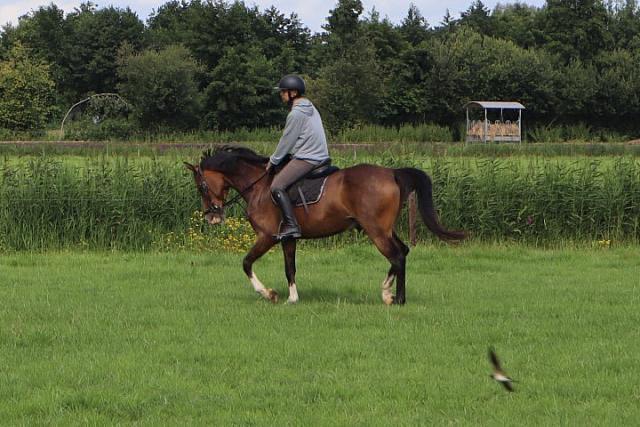 Verzorg pony gezocht!, Ophalen