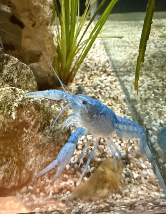 Blauwe Florida Kreeft (Procambarus alleni) vanaf €2,-, Kreeft, Krab of Garnaal, Zoetwatervis