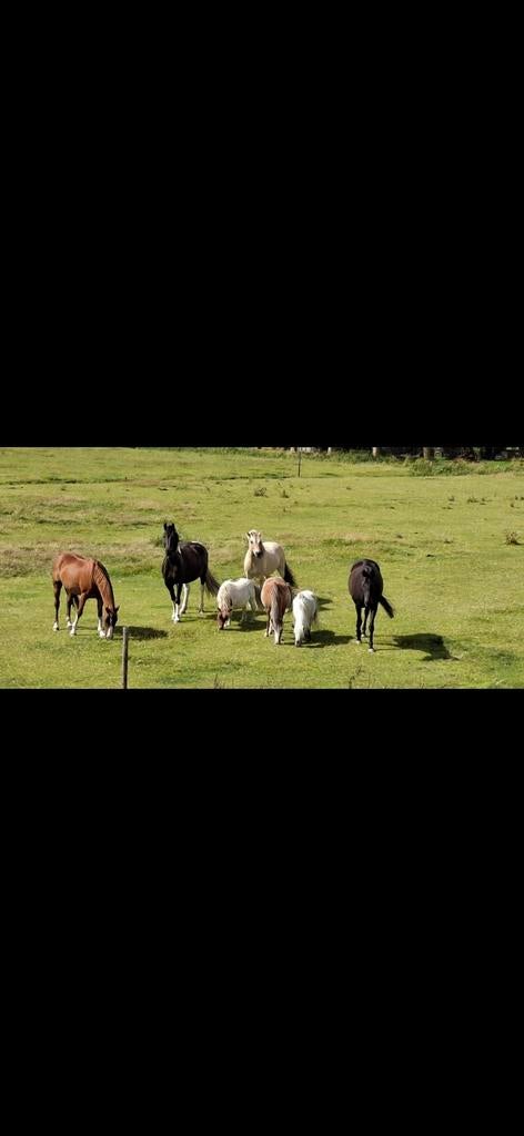 Plek vrij op onze open stal!, Dieren en Toebehoren