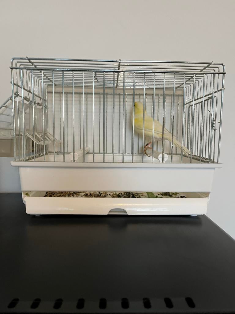 Waterslagers 1 kopel/, Meerdere dieren