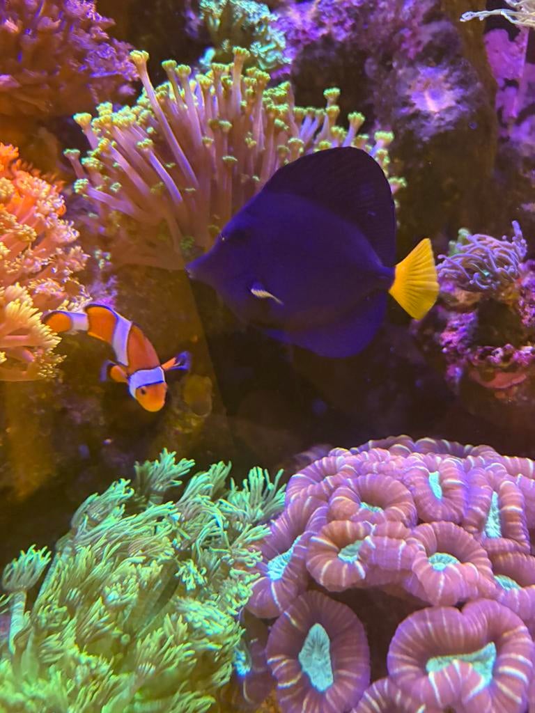 Zebrasoma xanthurum (zoutwater vis), Vis