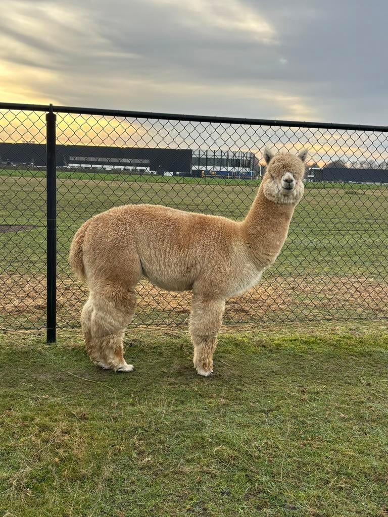 Drie alpaca dekhengsten te koop!, Dieren en Toebehoren, April, Meerdere dieren