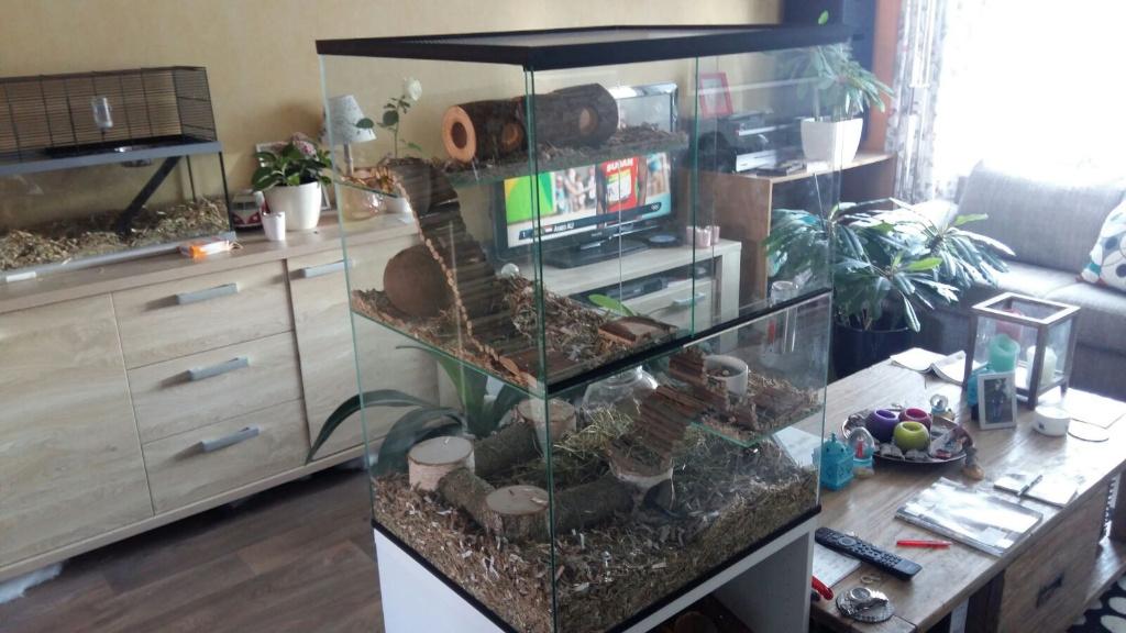 Knaagdier terrarium voor degoes, gerbils en ratten, 60 tot 90 cm, Ophalen of Verzenden, Muis, Hok