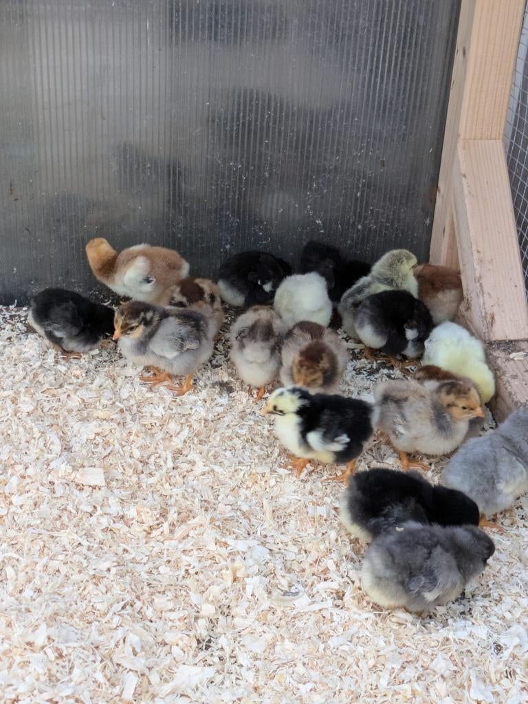 Wyandotte Kuikens niet gesekst, Dieren en Toebehoren, Pluimvee, Geslacht onbekend, Kip