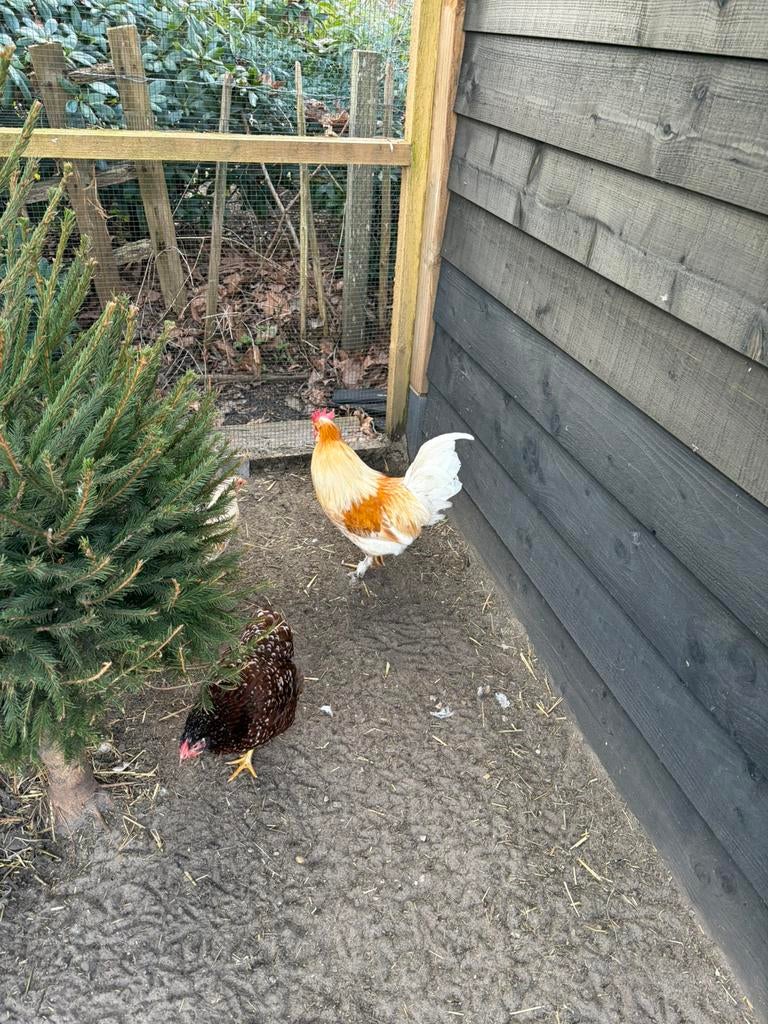 Broedeieren, Dieren en Toebehoren, Pluimvee, Geslacht onbekend, Kip