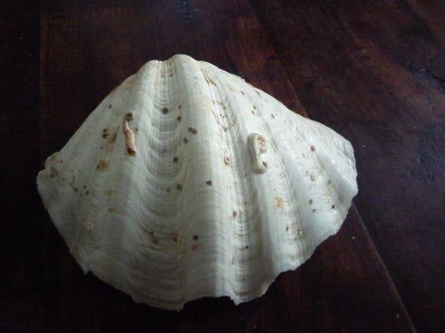 oude doopvont schelp 28x17 cm, Ophalen of Verzenden, Schelp(en)