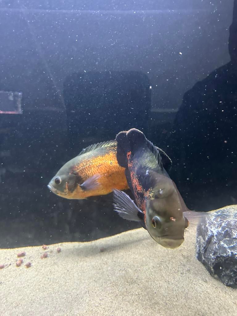 Aquariumvis, Dieren en Toebehoren, Vissen | Aquariumvissen