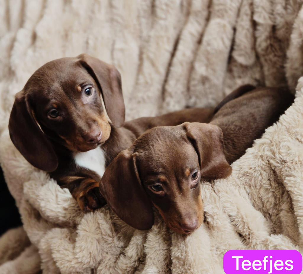 Lieve teckel pups zoeken warm mandje, Dieren en Toebehoren, 8 tot 15 weken, Korthaar, Dwerg, Meerdere