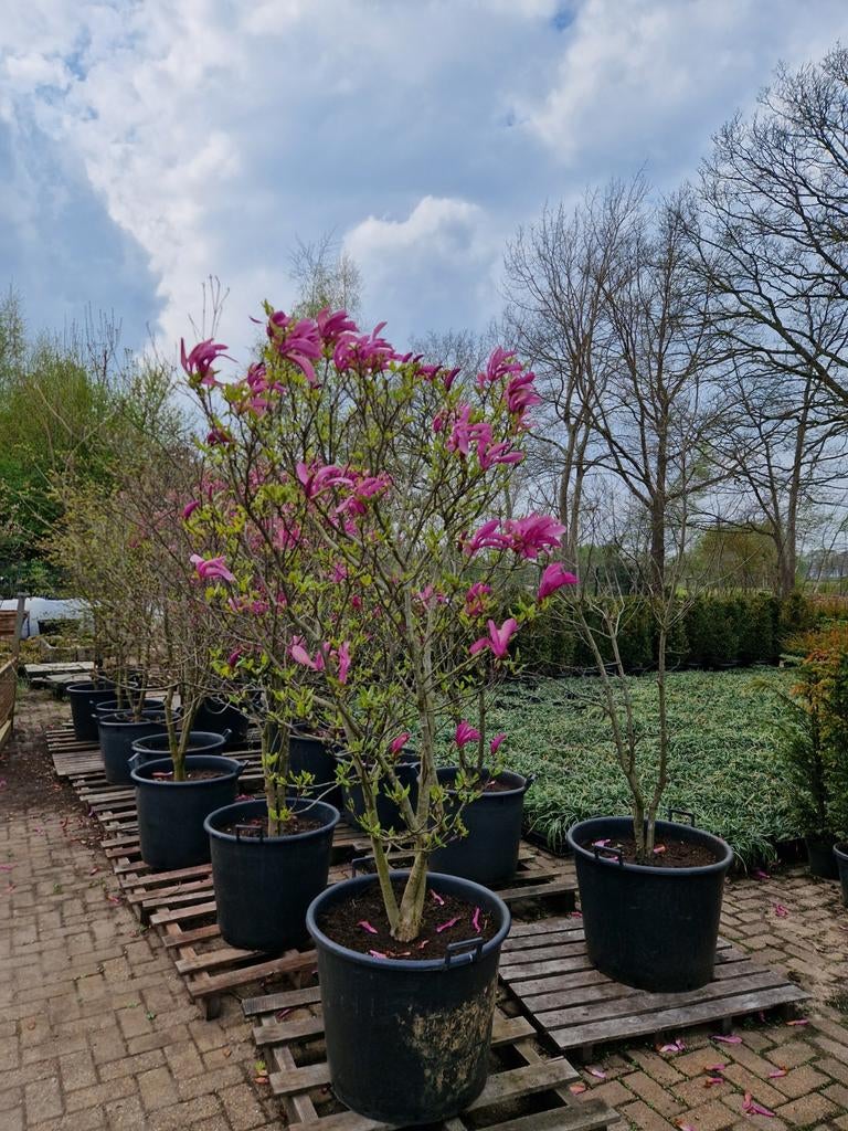 Magnolia Susan XXL - Grote bloeiende struik, Overige soorten, Vaste plant, Ophalen of Verzenden, Halfschaduw