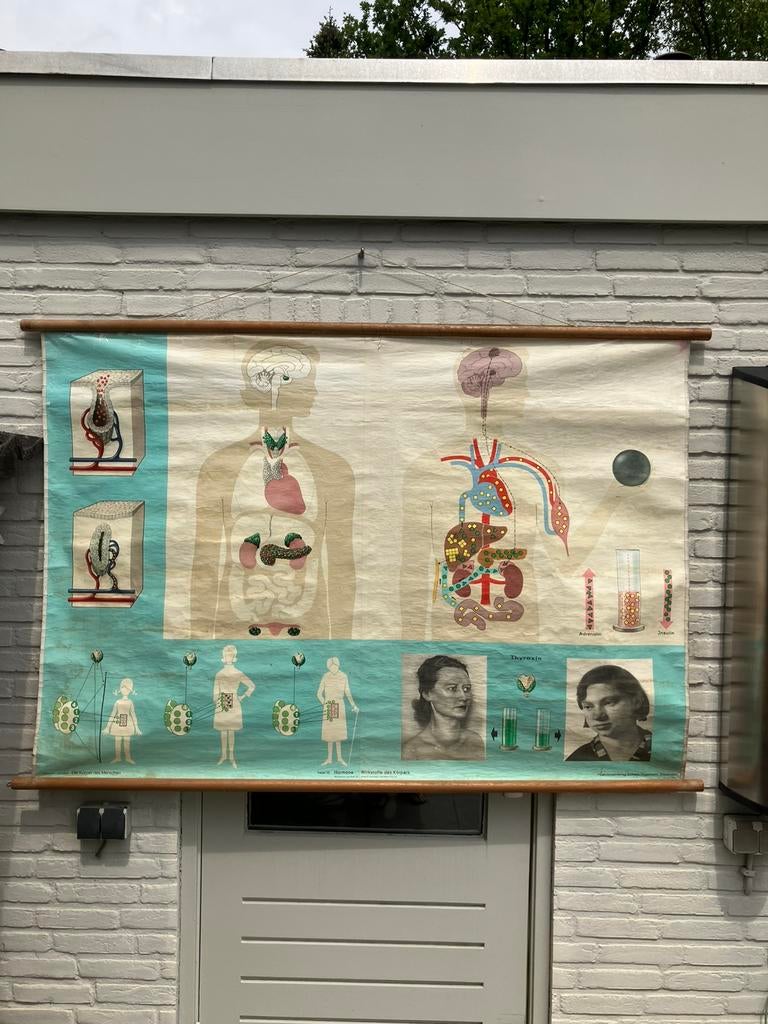 Linnen schoolplaat Hagemann, hormonen!, Antiek en Kunst, Ophalen, Natuur en Biologie