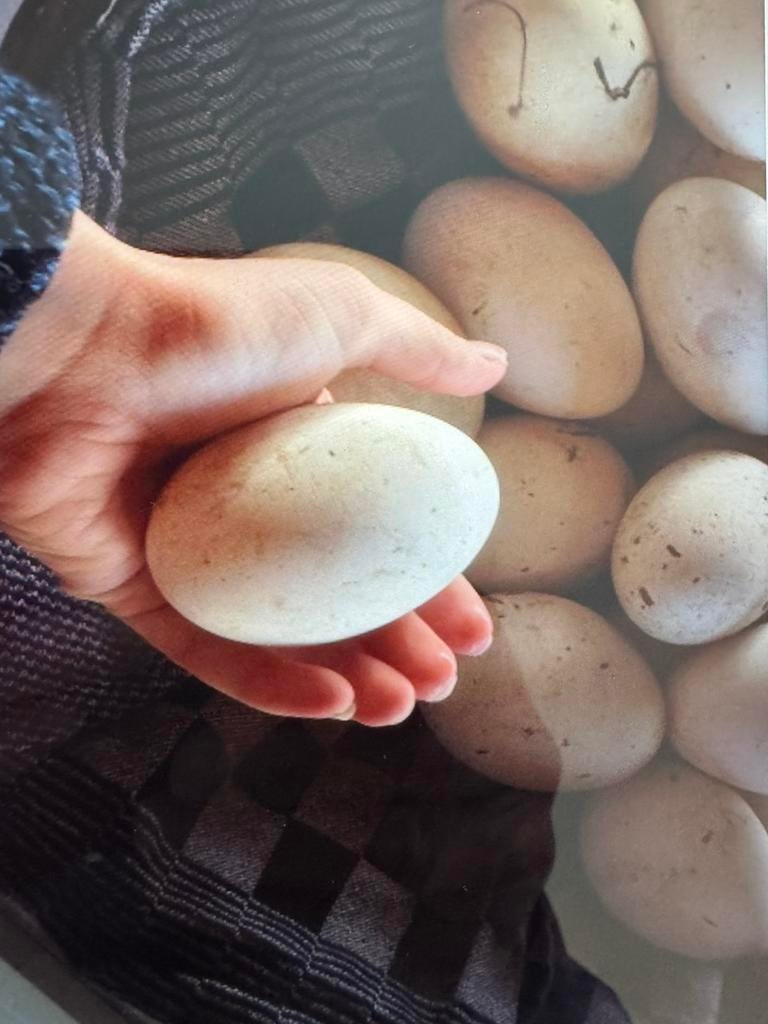 Verse Ganzeneieren, Ophalen of Verzenden