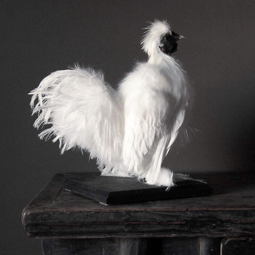 Taxidermie buffel schedels wand & op standaard gewei hoorns, Verzamelen, Dierenverzamelingen, Ophalen of Verzenden, Nieuw, Overige soorten