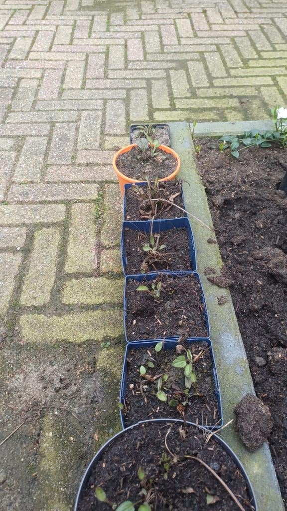 Rudbeckia fulgida Goldsturm, Ophalen, Zomer, Overige soorten, Volle zon