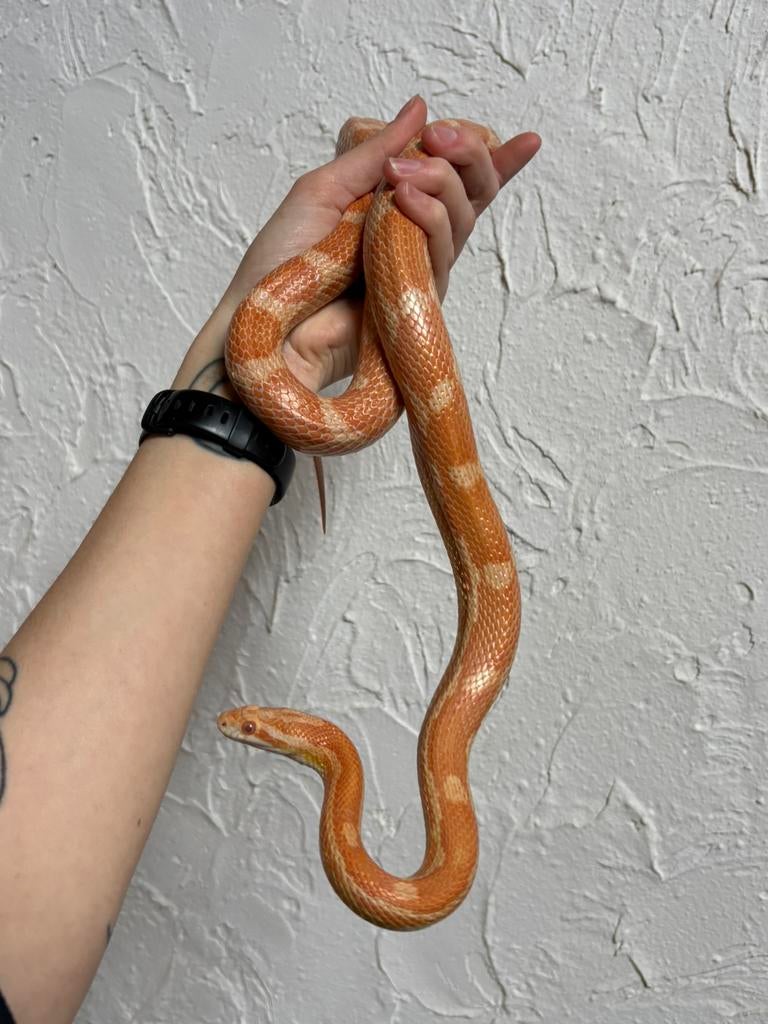 Korenslang Corn Snake - male for sale from Devilish Exotics