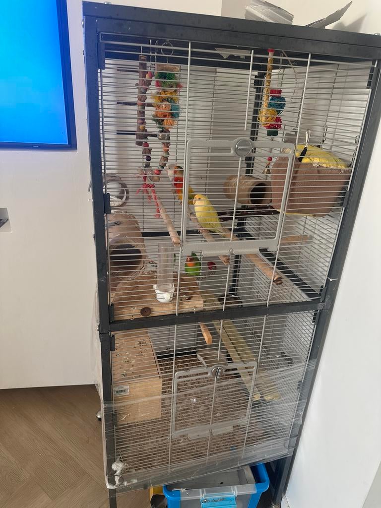 6 vogels met grote kooi, Meerdere dieren, Dwergpapegaai of Agapornis