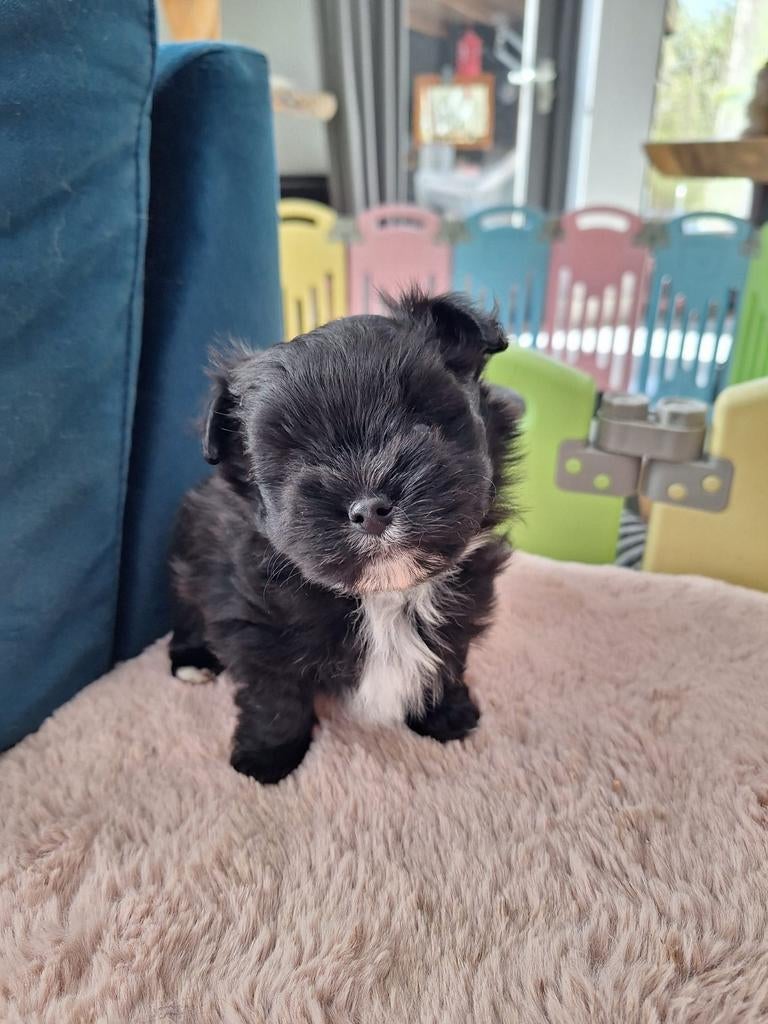 Mooie havapom (havanezer/pomeriaan) pups, Dieren en Toebehoren, Parvo, Overige rassen, 8 tot 15 weken, Meerdere