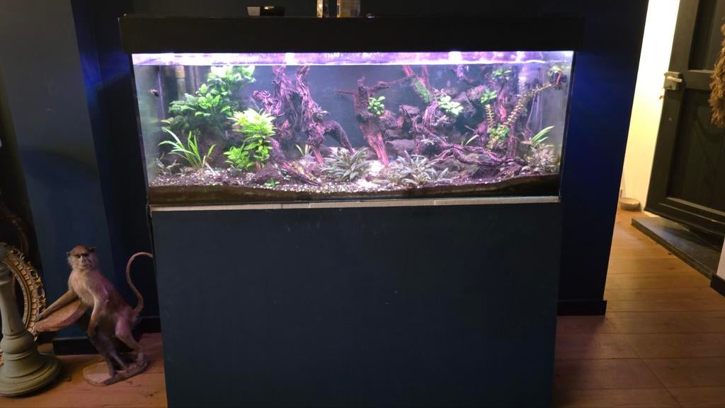 Aquarium 160x60x60, Ophalen, Gevuld zoetwateraquarium