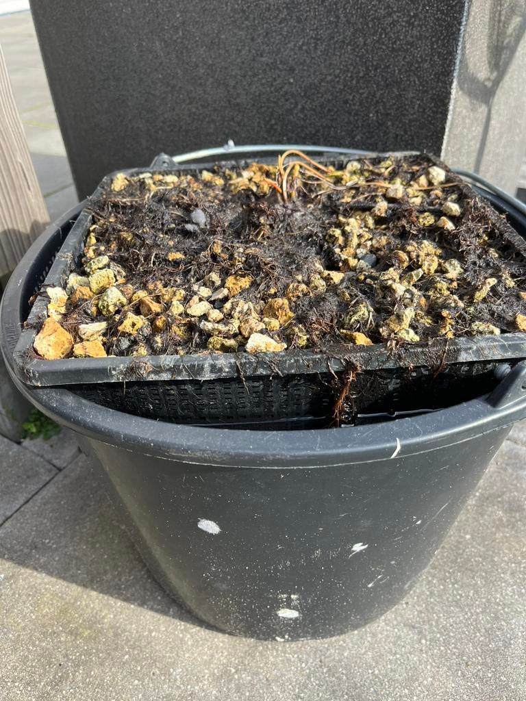 Dwergwaterlelie (Nymphaea pygmaea Alba), Tuin en Terras, Vijver-toebehoren, Zo goed als nieuw, Overige typen, Ophalen