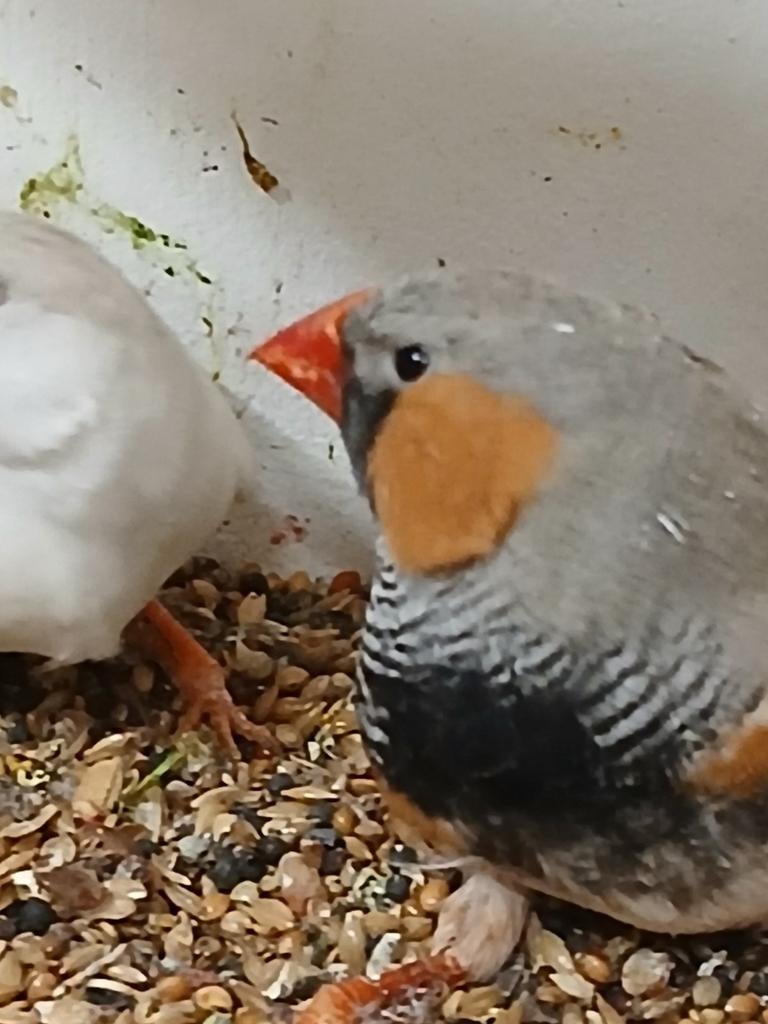 Zebravinken te koop, Dieren en Toebehoren, Vogels | Overige Vogels, Meerdere dieren, Tropenvogel, Geringd