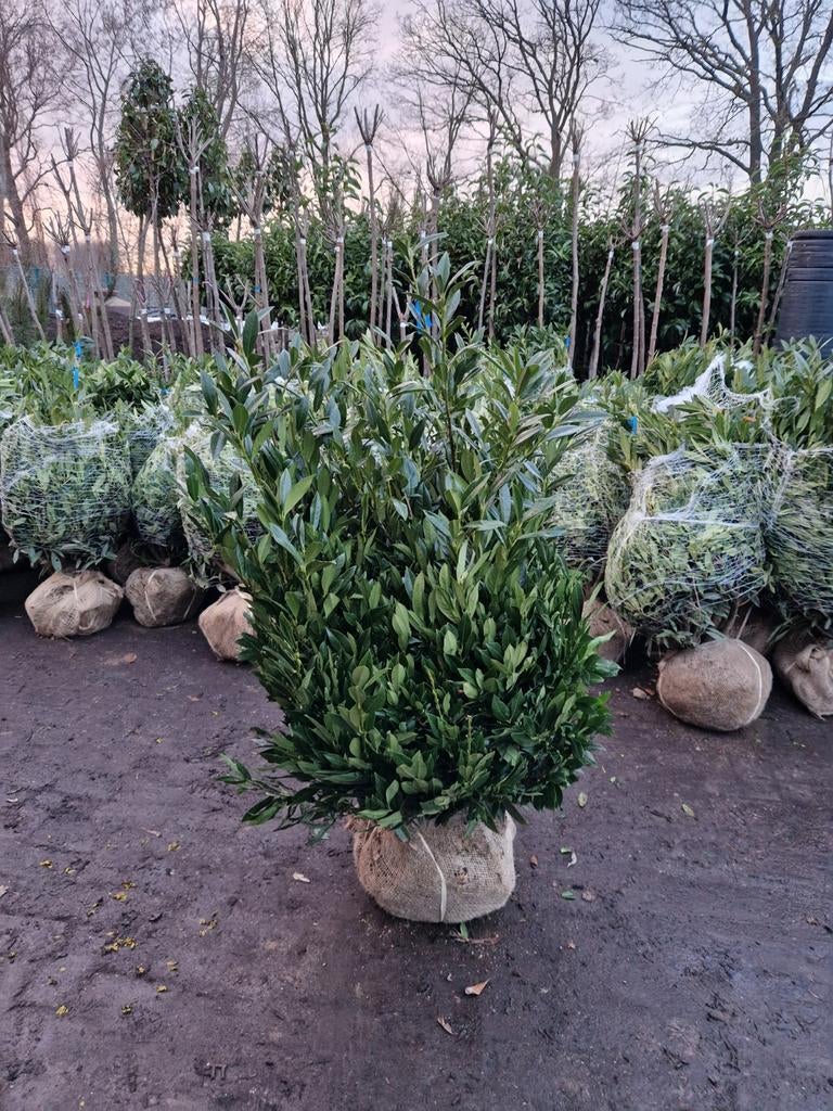Prunus Laurocerasus 'Otto Luyken' XXL - Grote Laurier 80 100, Tuin en Terras, Ophalen of Verzenden, Overige soorten, Halfschaduw