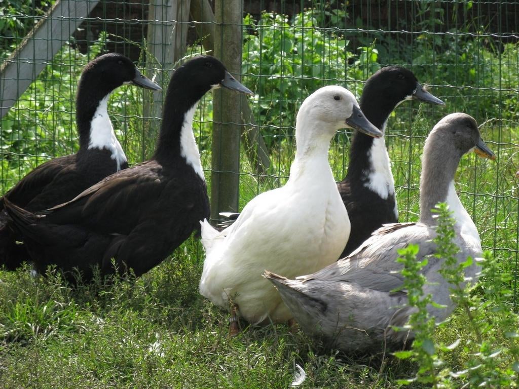 Leg eenden, Dieren en Toebehoren, Pluimvee, Meerdere dieren, Eend