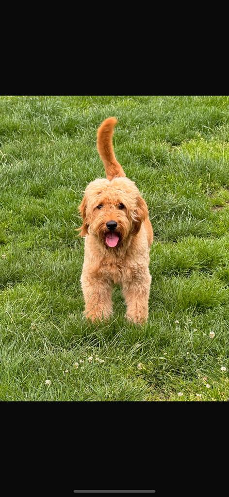 Goldendoodle Dekreu getest., Parvo, Nederland, Reu, 1 tot 2 jaar