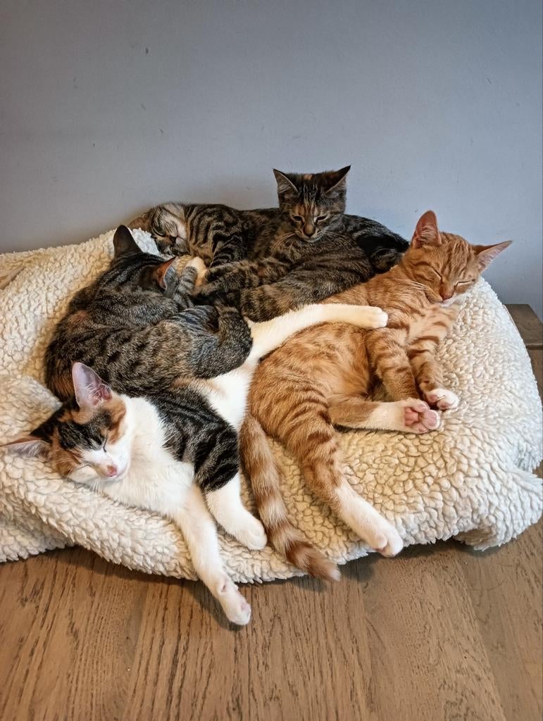 Kittens, Meerdere dieren, 0 tot 2 jaar