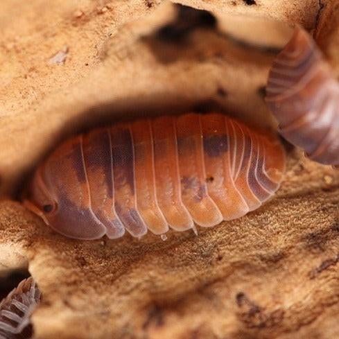 Verschillende isopod soorten - cubaris, armadillidium, Overige soorten