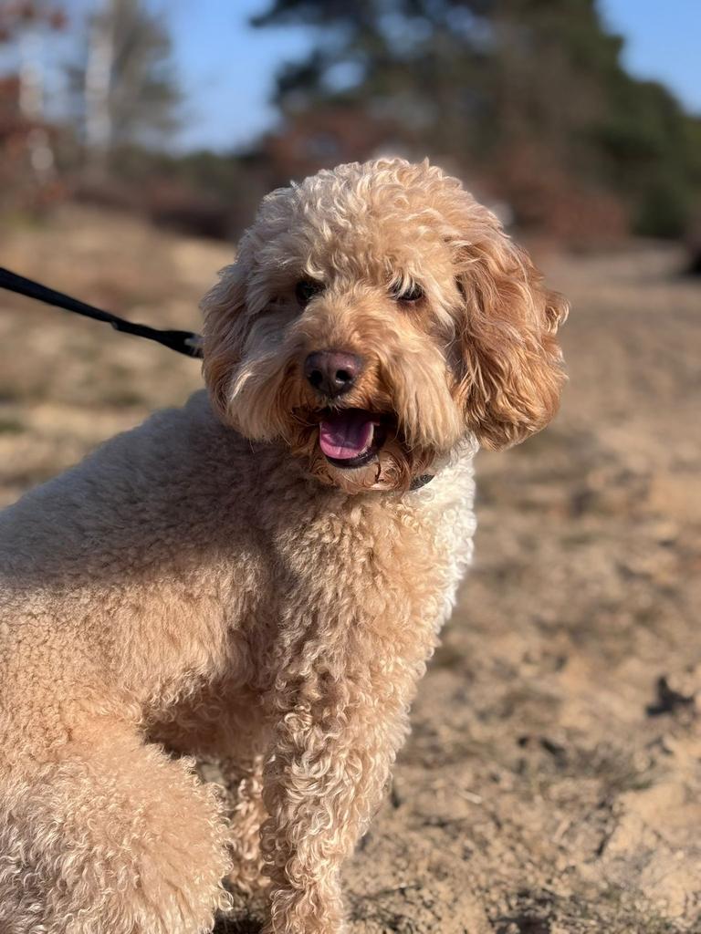 Dekreu Labradoodle mini, Reu, Parvo, Eén hond, 3 tot 5 jaar