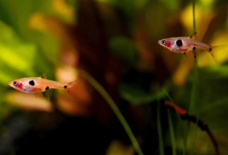 Dwergrasbora Boraras maculatus - Gevlekte Rasbora 1,5-2 cm, Dieren en Toebehoren, Vissen | Aquariumvissen, Vis