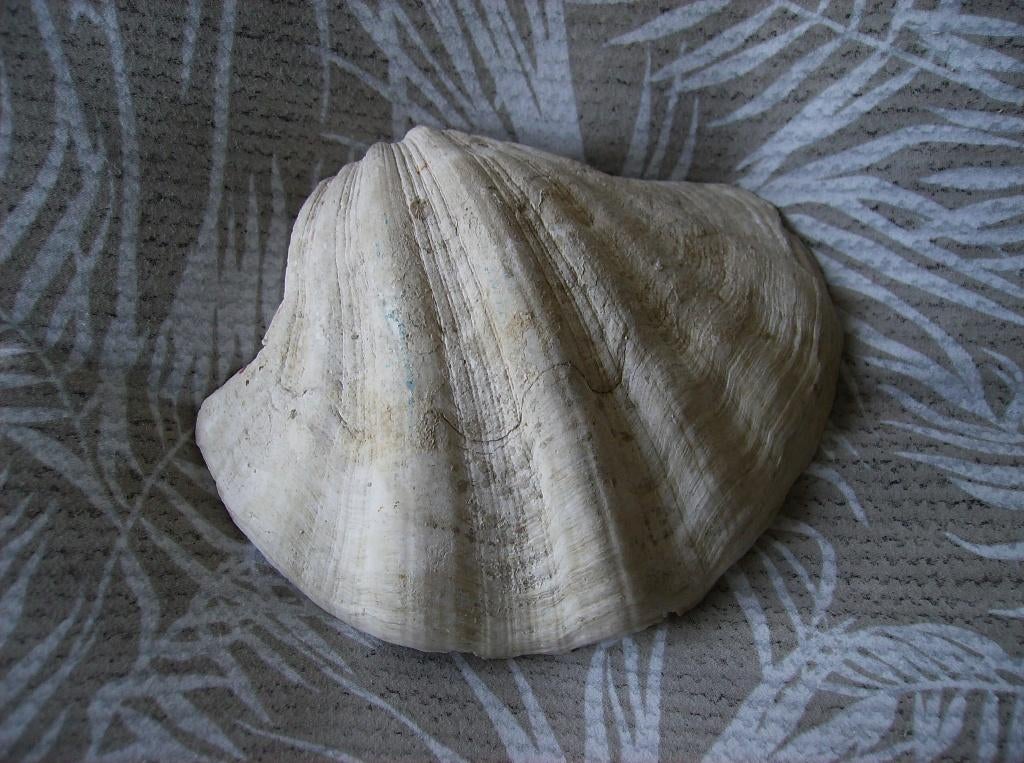 DOOPVONT SCHELP, 20 CM, IN GOEDE STAAT, Verzamelen, Ophalen of Verzenden, Schelp(en)