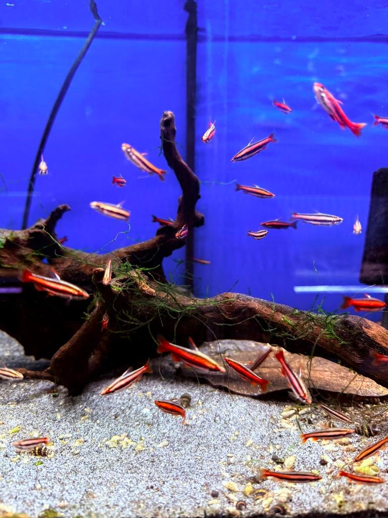 Nannostomus morthenthaleri, Vis, Zoetwatervis, Schoolvis