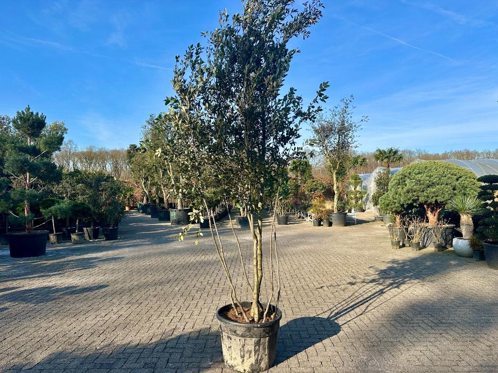 Meerstammige steeneik natuurlijke groeivorm ( Quercus ilex), Tuin en Terras, Planten | Bomen, 250 tot 400 cm, Zomer, Volle zon