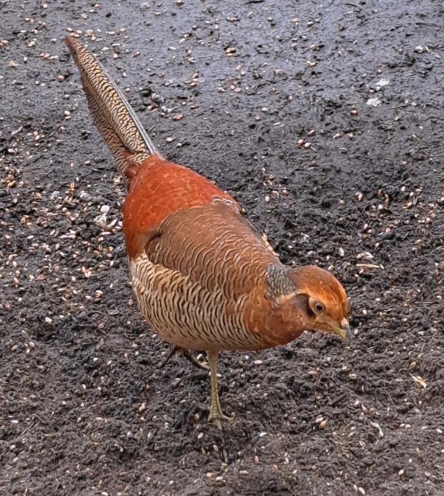 Mooie Goudfazant man, Dieren en Toebehoren, Pluimvee, Mannelijk