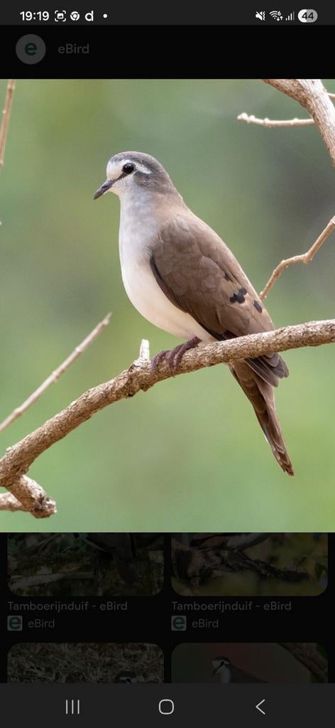 Te koop en gevraagd, Mannelijk, Overige soorten